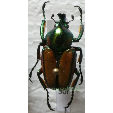 Phaedimus zebuanus kachikun Nagai, 1998 male Philippines50f